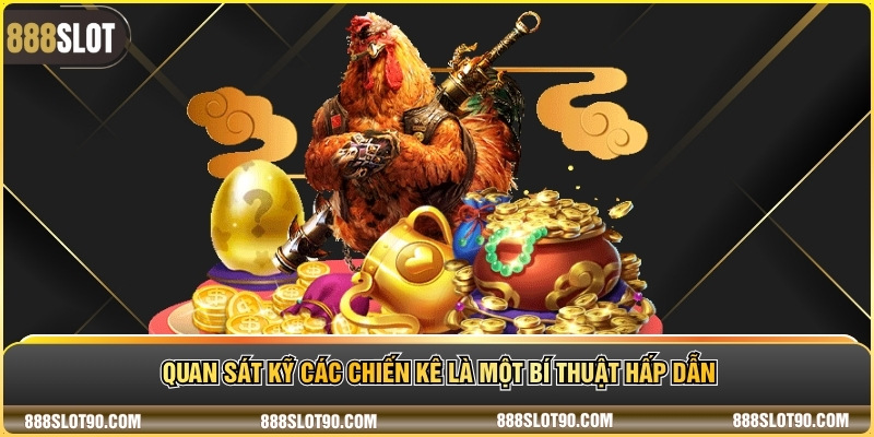 Quan sát kỹ các chiến kê là một bí thuật hấp dẫn